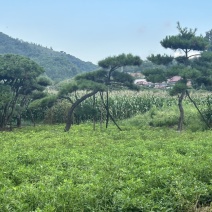 飘逸的过门松市场新宠造型松为什么受到老板的青睐