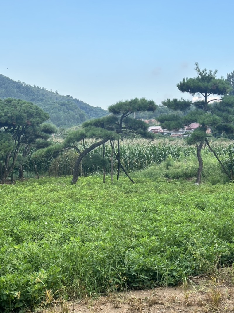 飘逸的过门松市场新宠造型松为什么受到老板的青睐