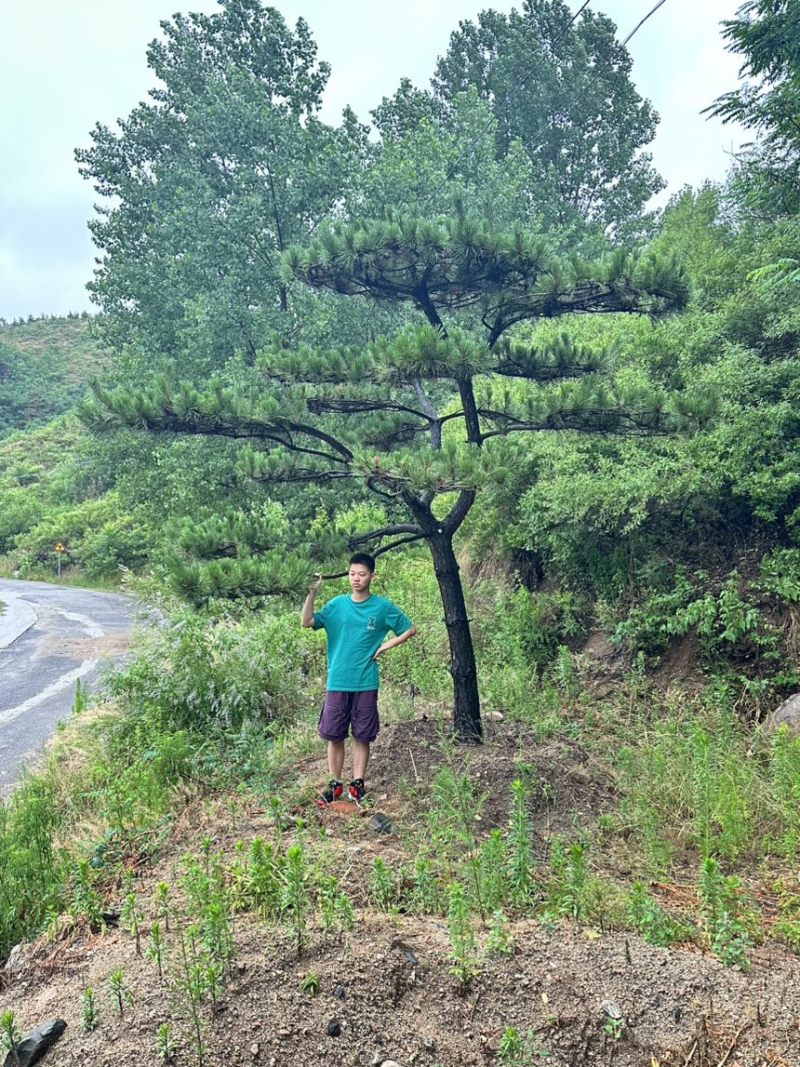 飘逸的过门松市场新宠造型松为什么受到老板的青睐