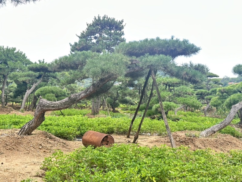 飘逸的过门松市场新宠造型松为什么受到老板的青睐