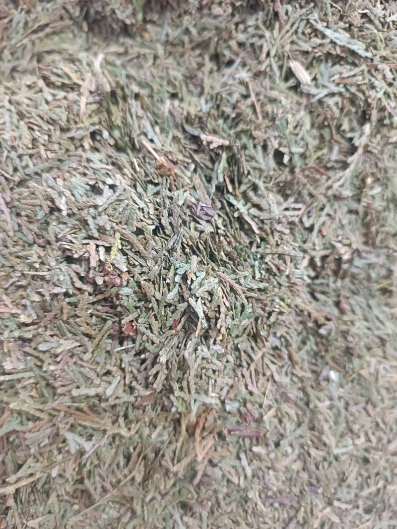(侧柏叶)柏叶/药都亳州发货量大可磨粉/保质保量