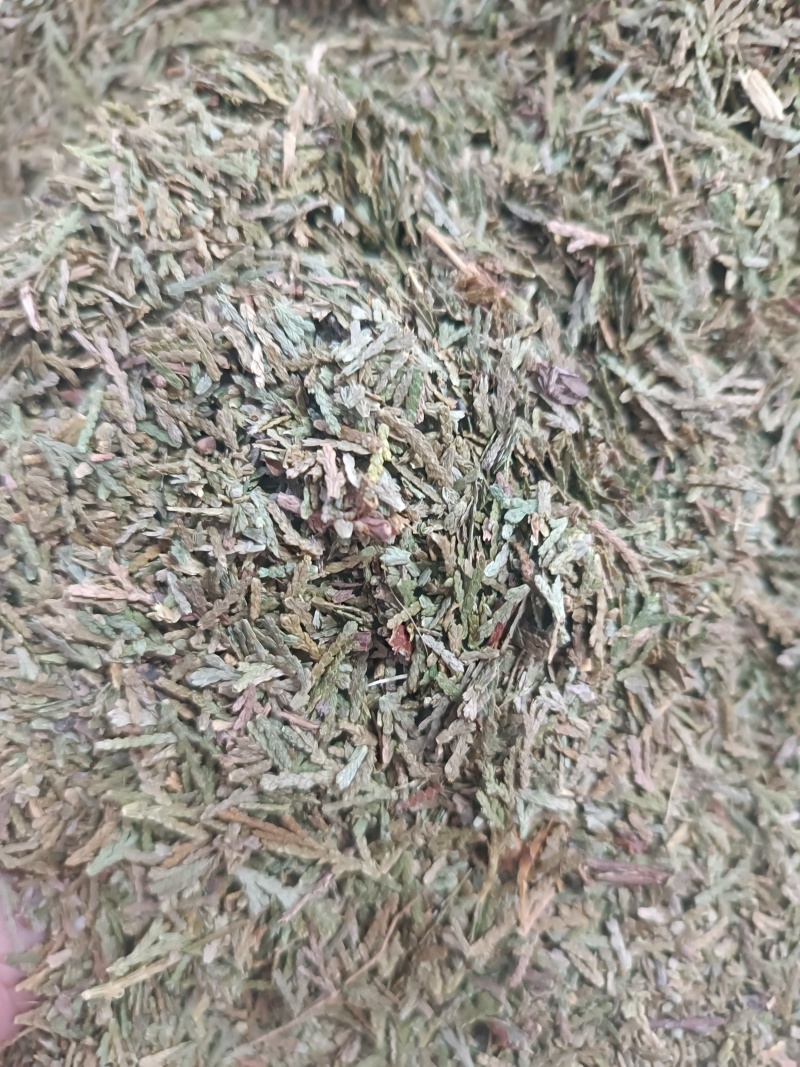 (侧柏叶)柏叶/药都亳州发货量大可磨粉/保质保量