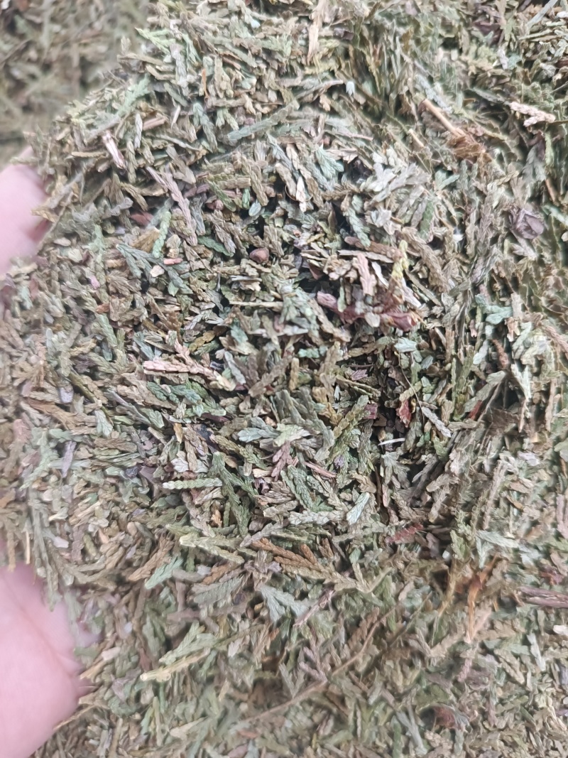 (侧柏叶)柏叶/药都亳州发货量大可磨粉/保质保量