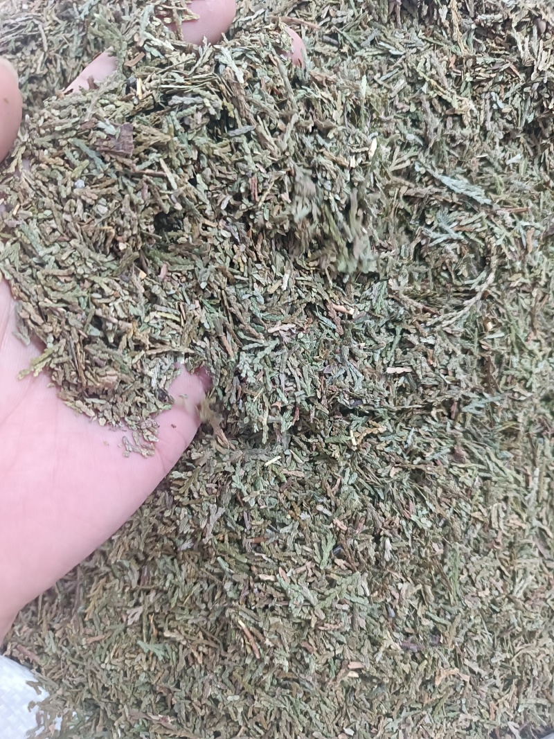 (侧柏叶)柏叶/药都亳州发货量大可磨粉/保质保量