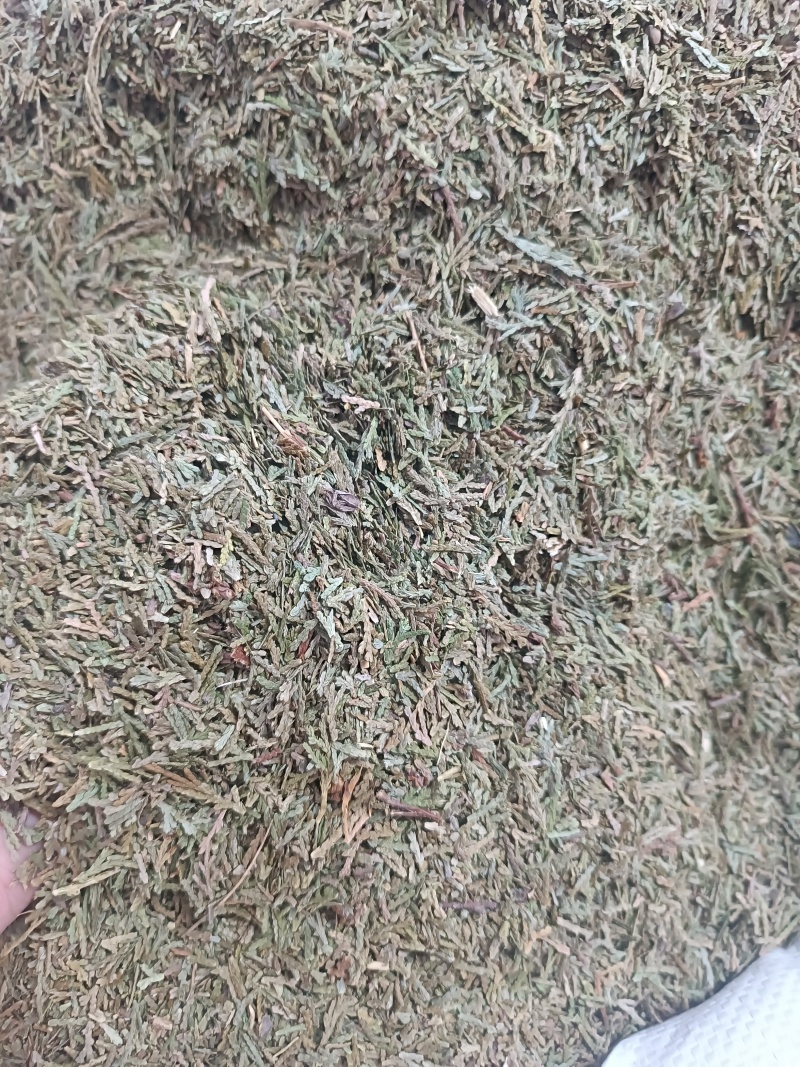 (侧柏叶)柏叶/药都亳州发货量大可磨粉/保质保量