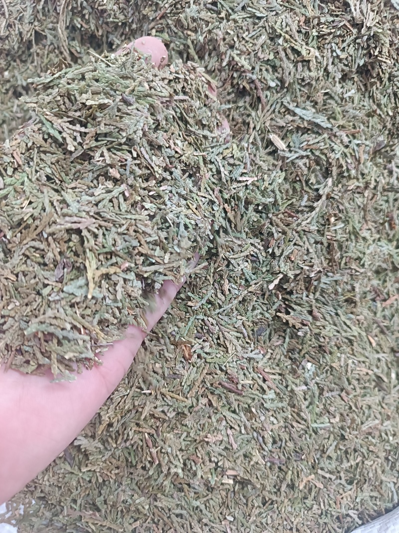 (侧柏叶)柏叶/药都亳州发货量大可磨粉/保质保量