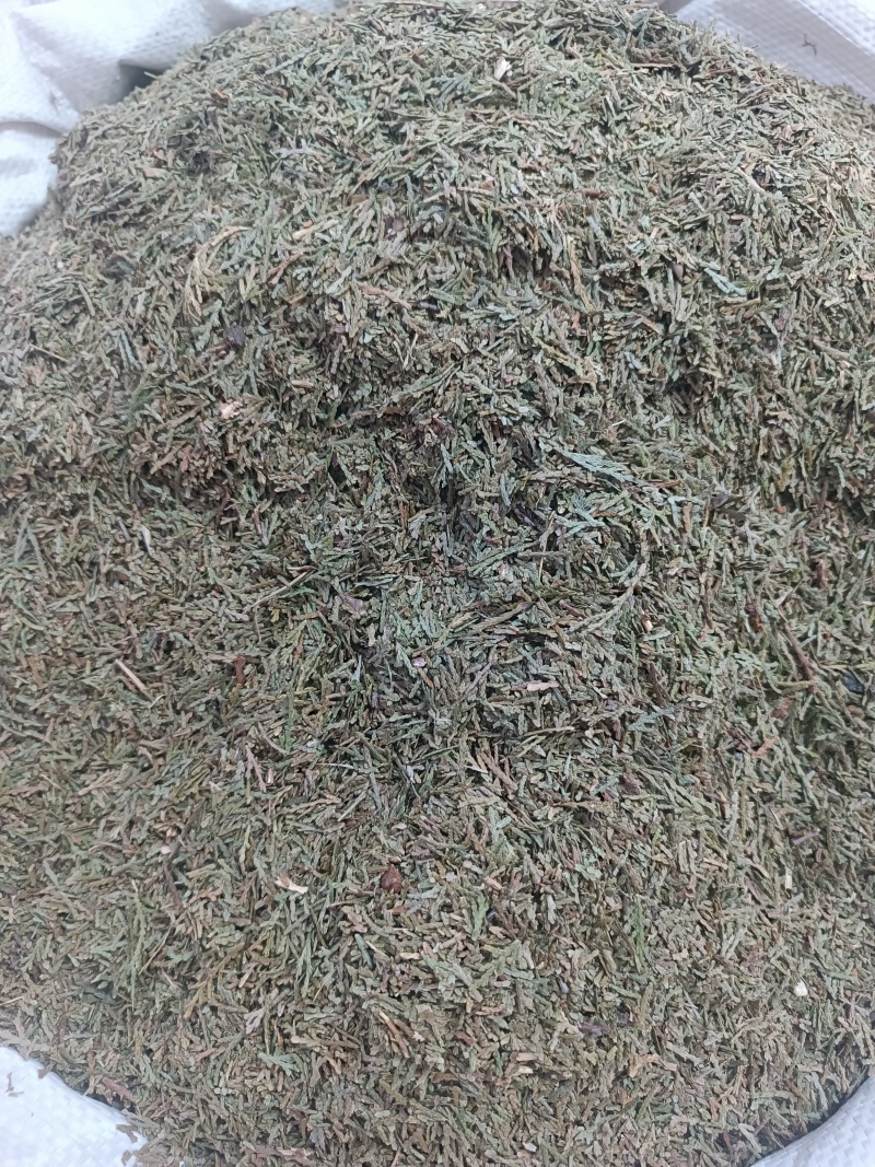 (侧柏叶)柏叶/药都亳州发货量大可磨粉/保质保量
