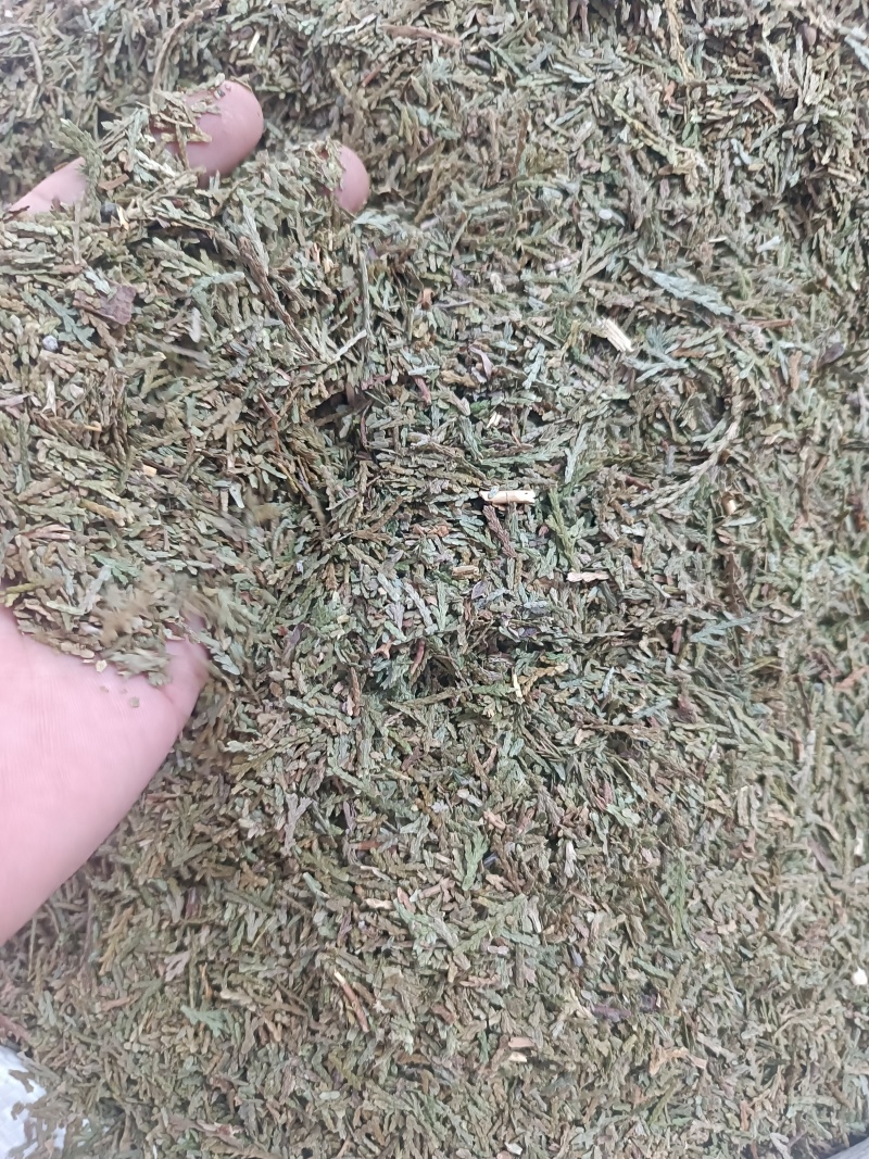 (侧柏叶)柏叶/药都亳州发货量大可磨粉/保质保量