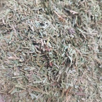 (侧柏叶)柏叶/药都亳州发货量大可磨粉/保质保量