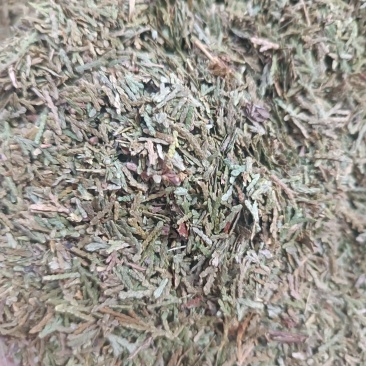 (侧柏叶)柏叶/药都亳州发货量大可磨粉/保质保量