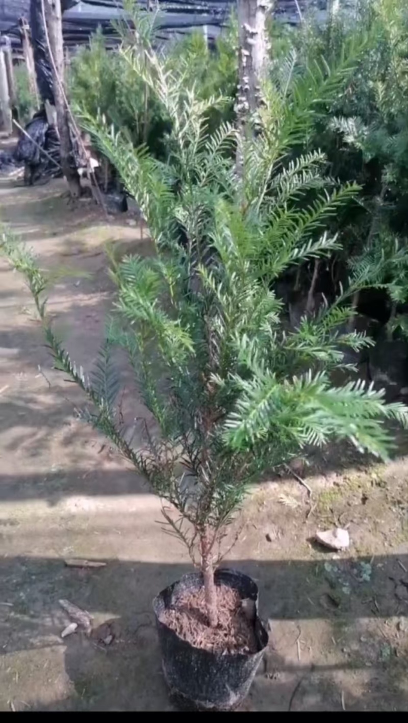 红豆杉树苗