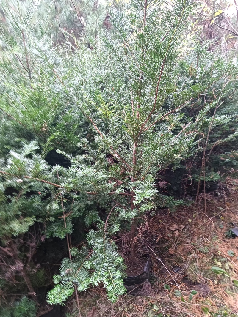 红豆杉树苗
