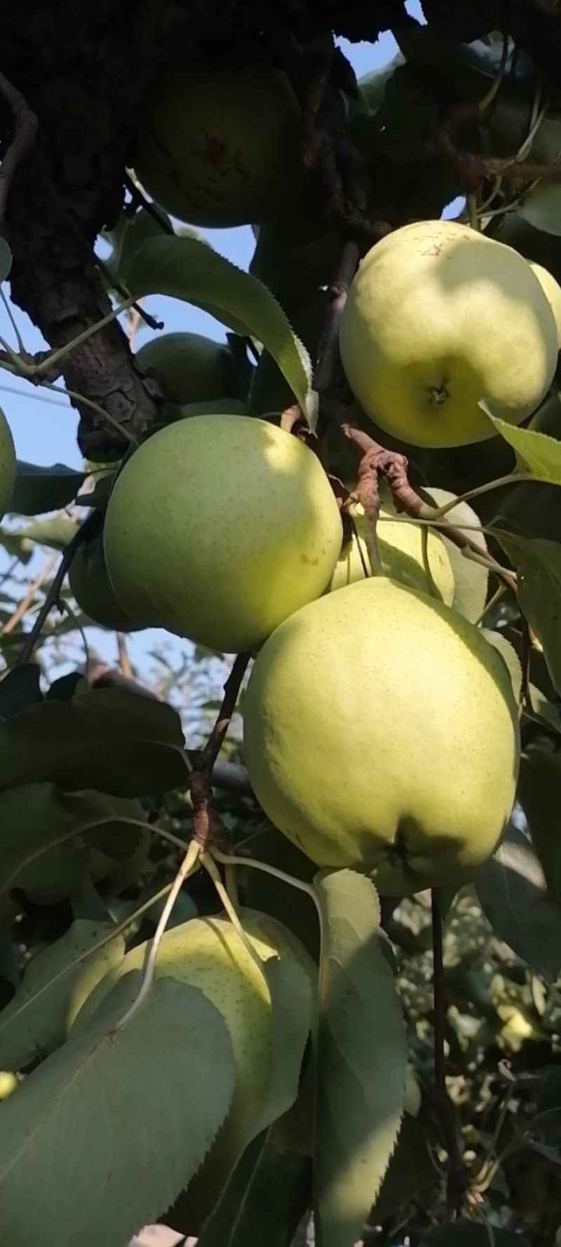 自家种植的早酥梨香甜