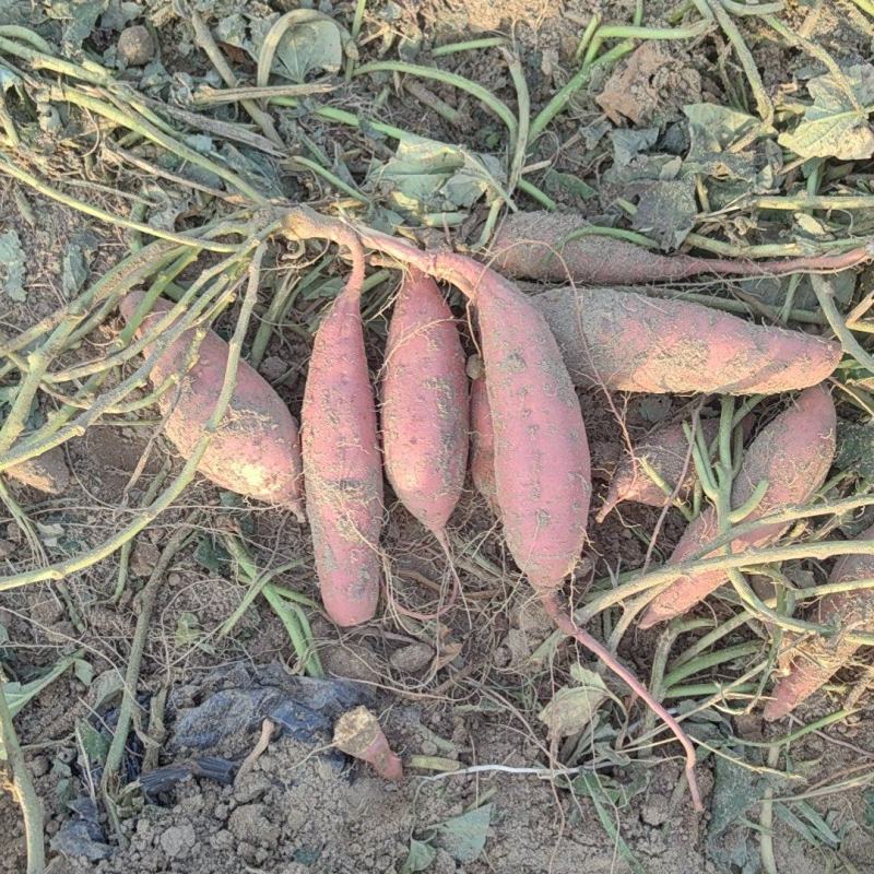 河北烟薯25，沙土地种植，基地货，市场，电商规格齐全