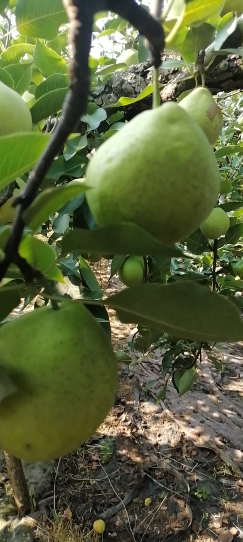 自家种植的早酥梨香甜