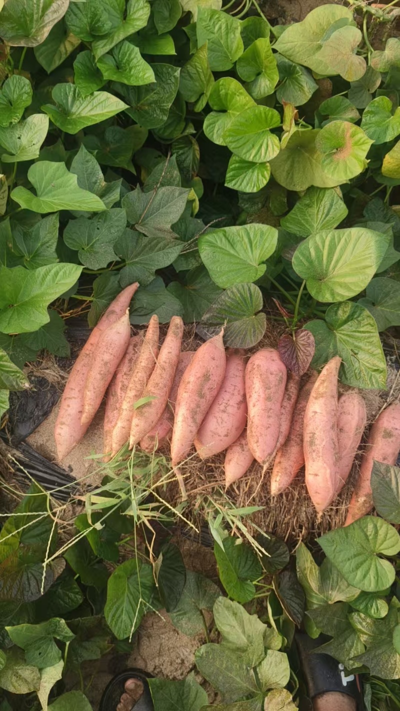 河北烟薯25，沙土地种植，基地货，市场，电商规格齐全