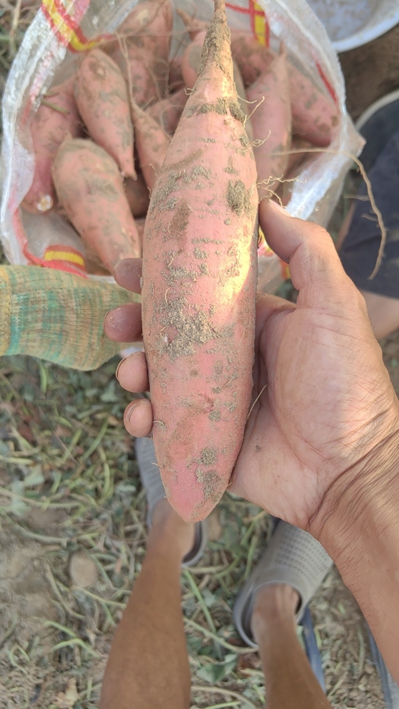 河北烟薯25，沙土地种植，基地货，市场，电商规格齐全