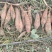河北烟薯25，沙土地种植，基地货，市场，电商规格齐全