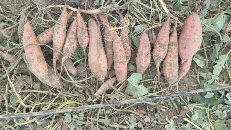 河北烟薯25，沙土地种植，基地货，市场，电商规格齐全