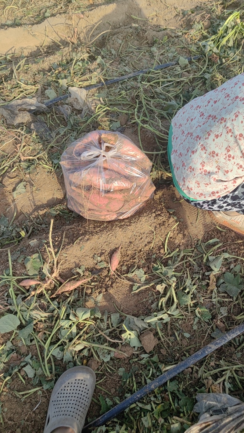 河北烟薯25，沙土地种植，基地货，市场，电商规格齐全