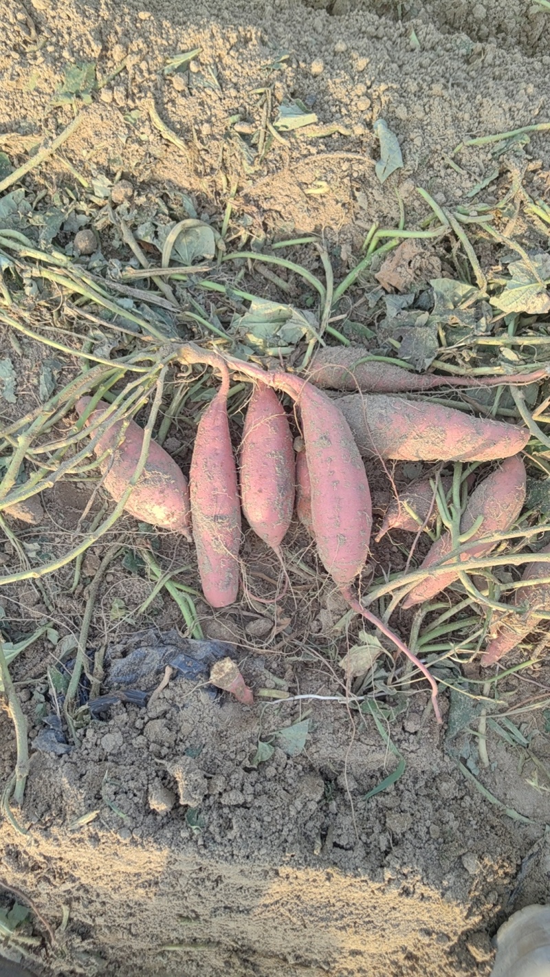 河北烟薯25，沙土地种植，基地货，市场，电商规格齐全