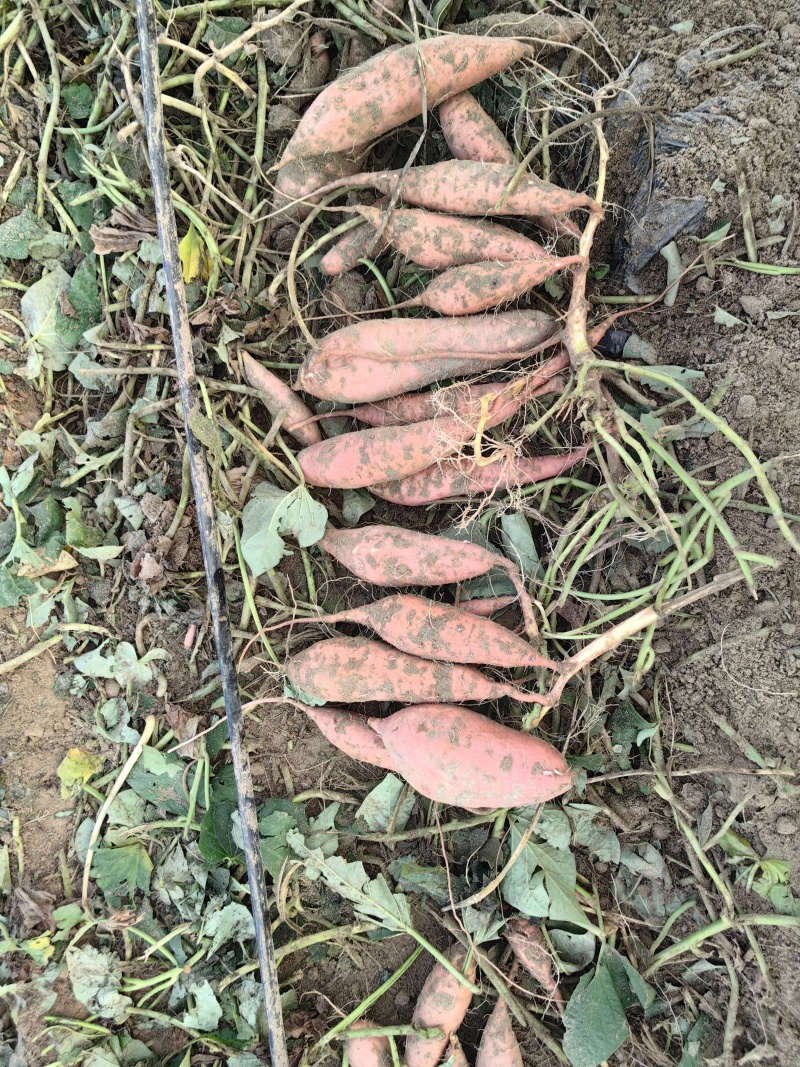 河北烟薯25，沙土地种植，基地货，市场，电商规格齐全