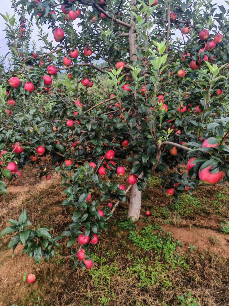 鲁力苹果