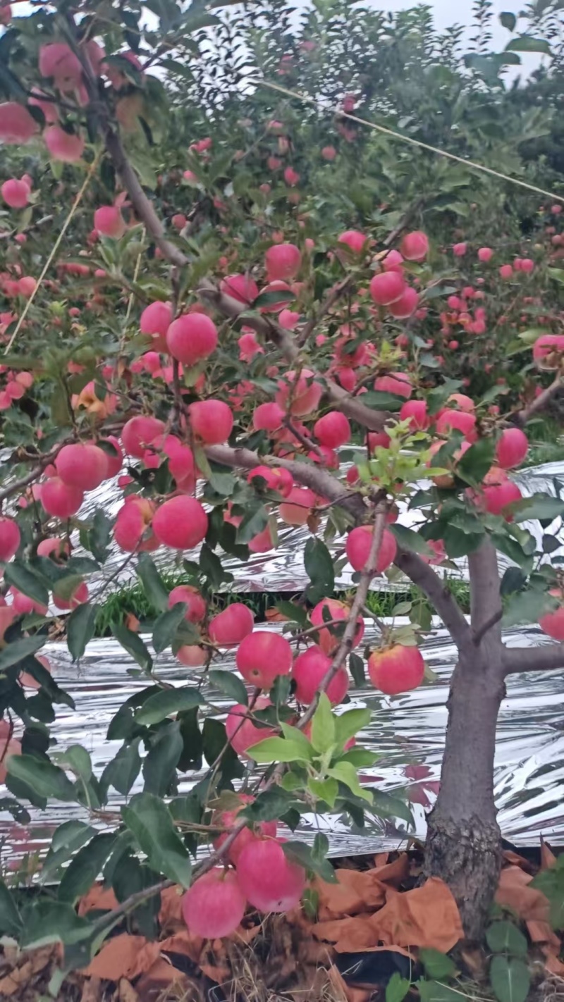 鲁力苹果