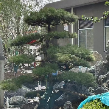 造型松