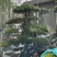 造型松