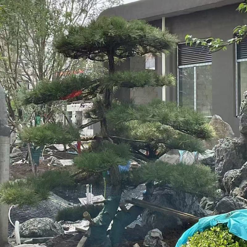 造型松