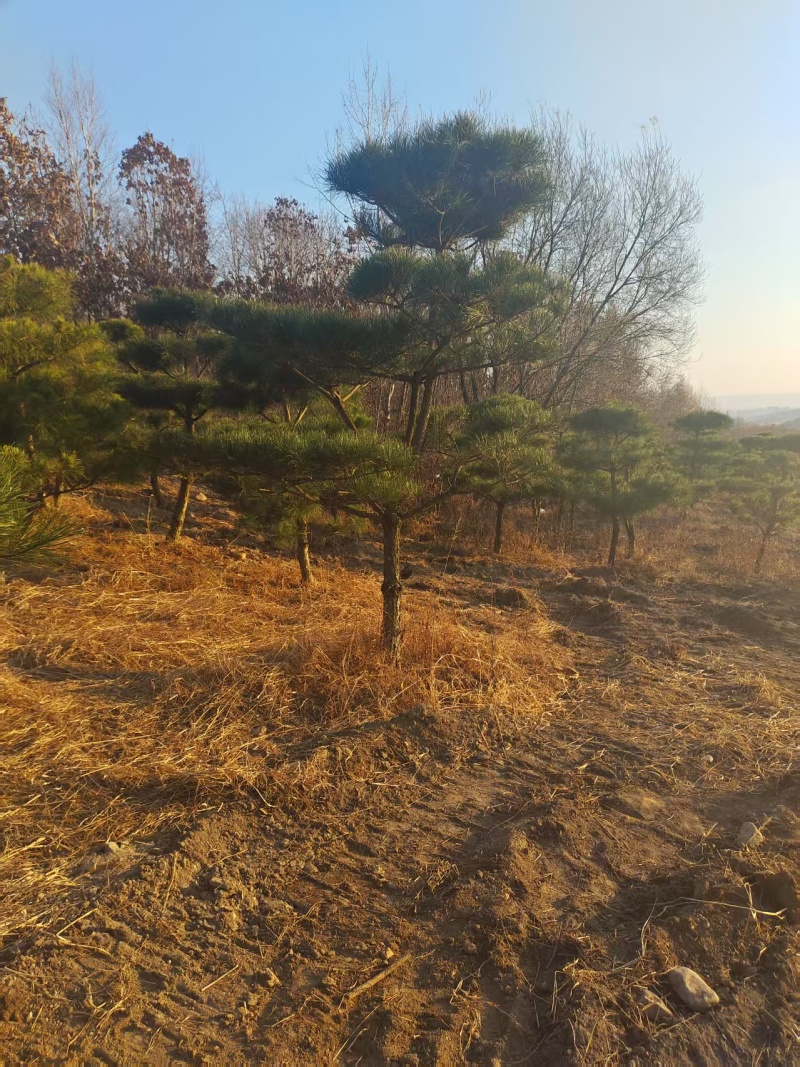 造型松