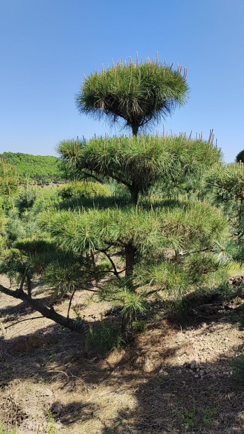 造型松
