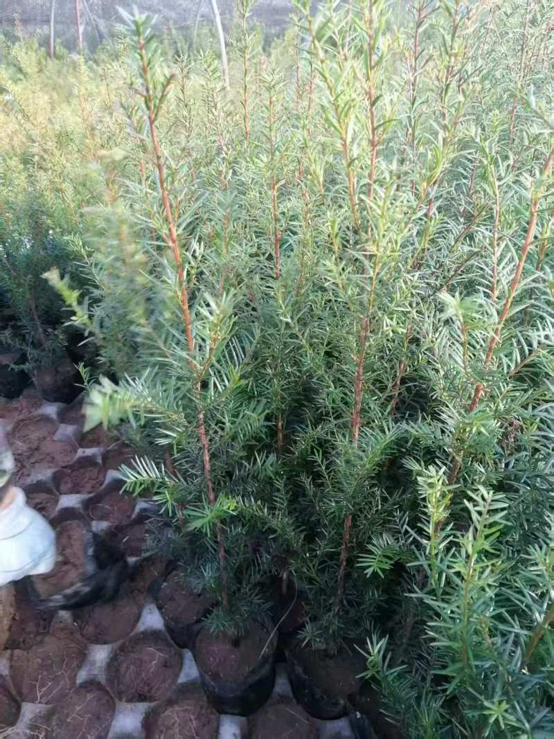 红豆杉树苗