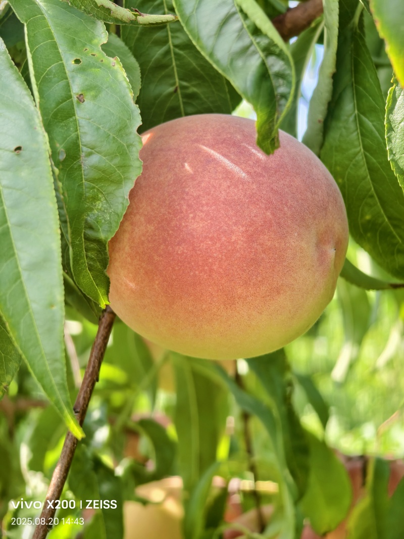 离核脆甜蜜桃成熟上市