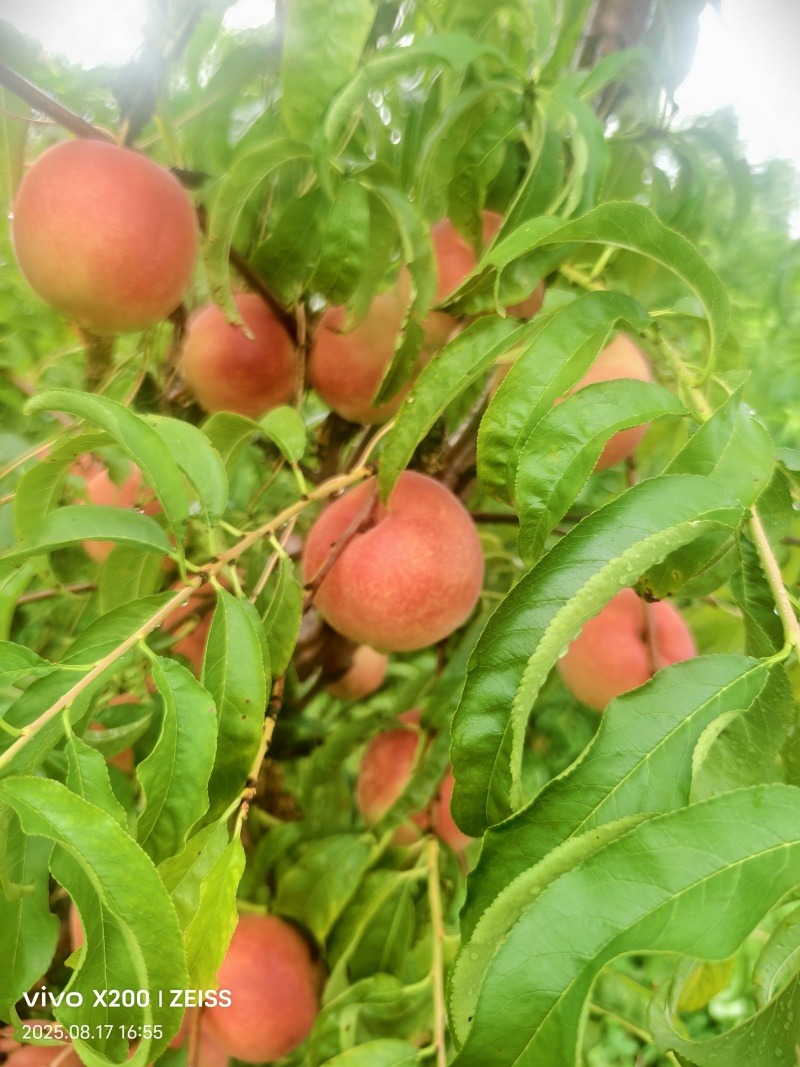 离核脆甜蜜桃