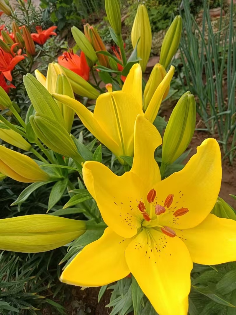 百合花种（球）