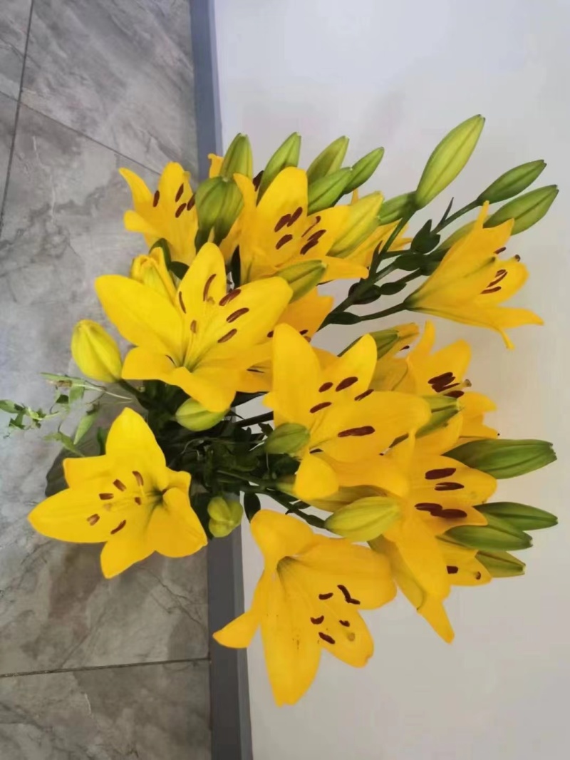 百合花种（球）