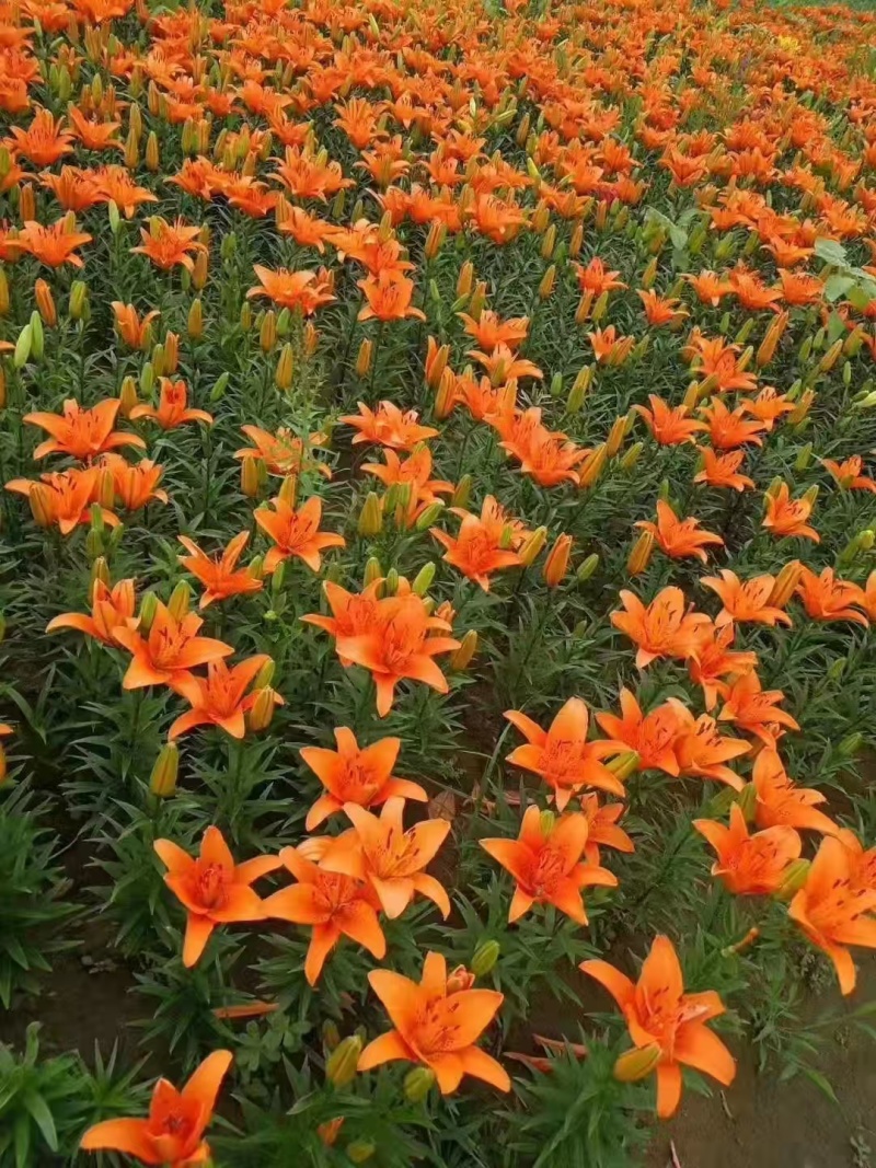 百合花种（球）