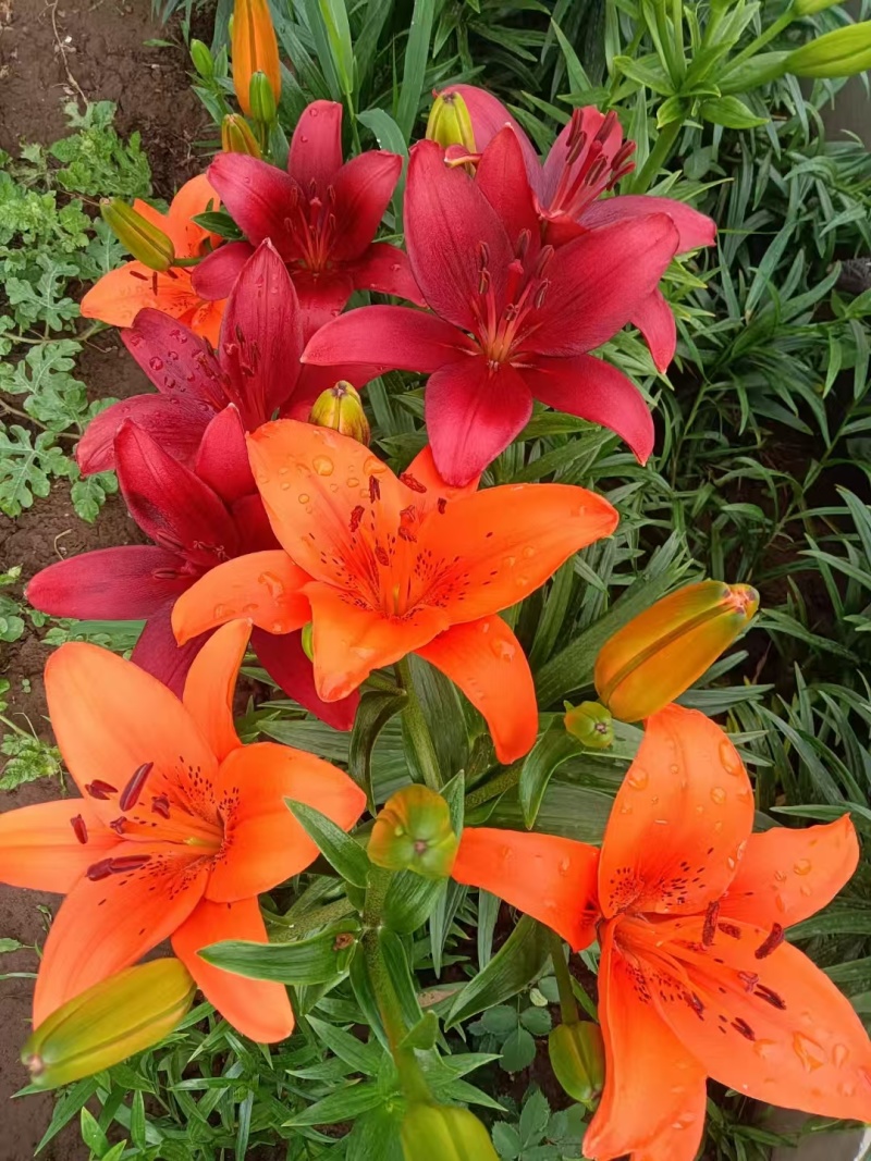 百合花种（球）