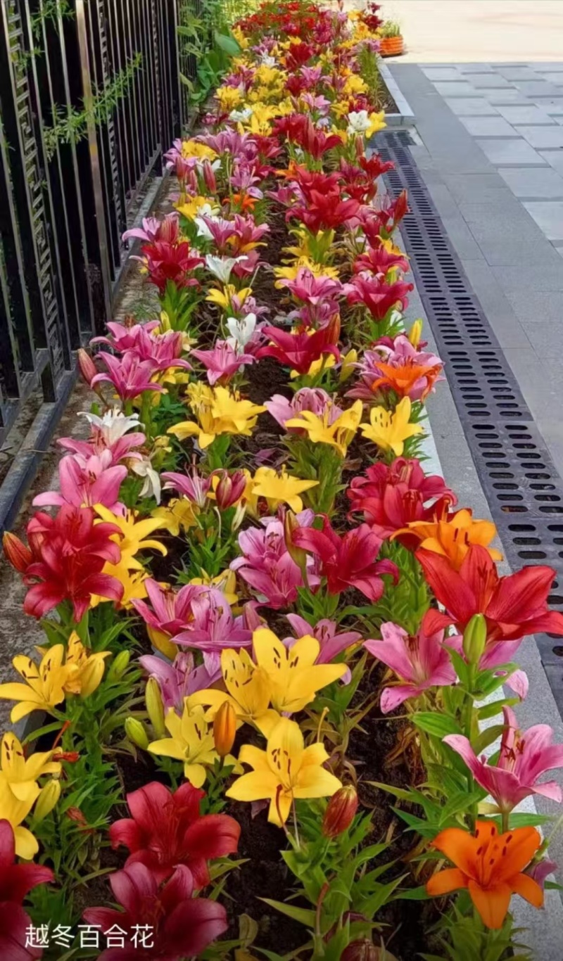百合花种（球）