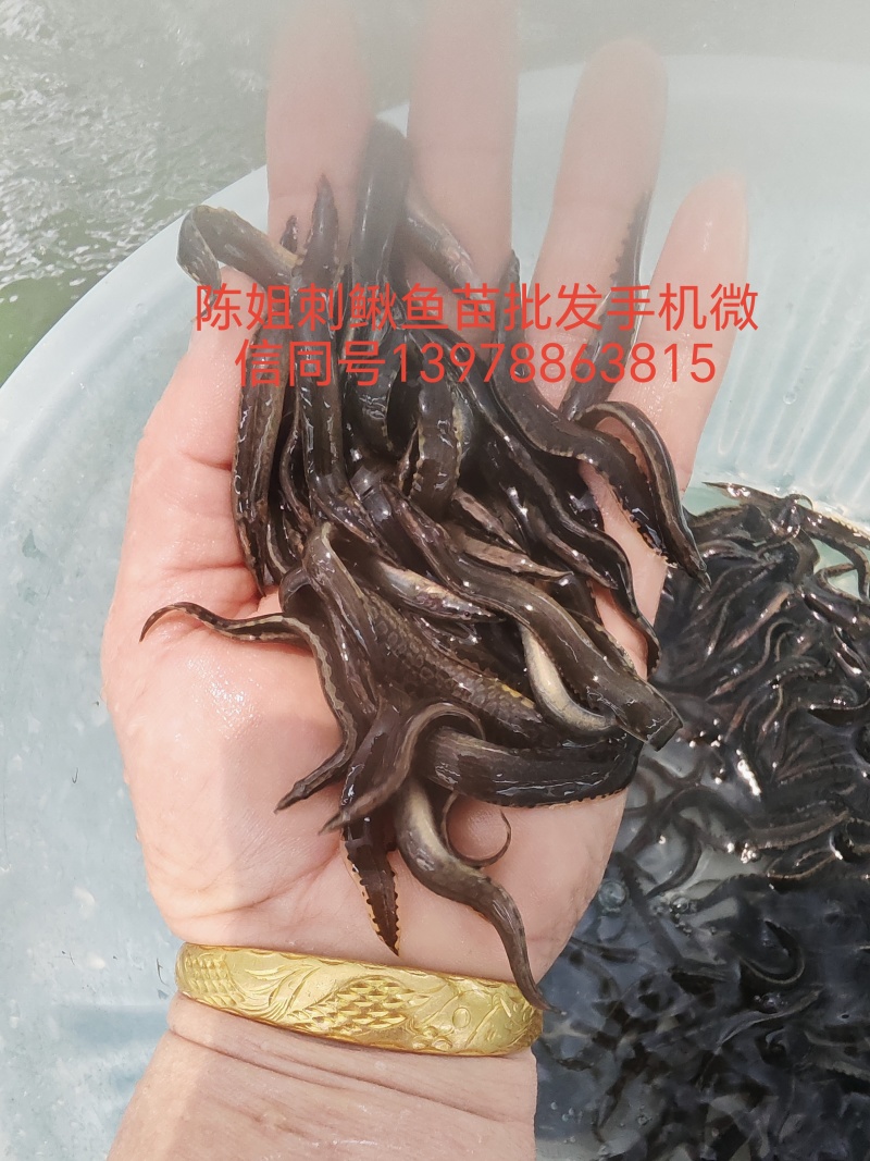 刀鳅鱼（中华大刺鳅）