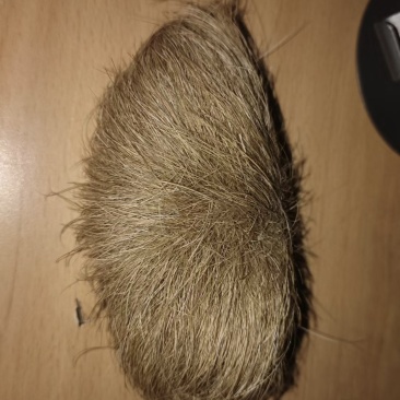 猪宝