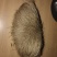 猪宝