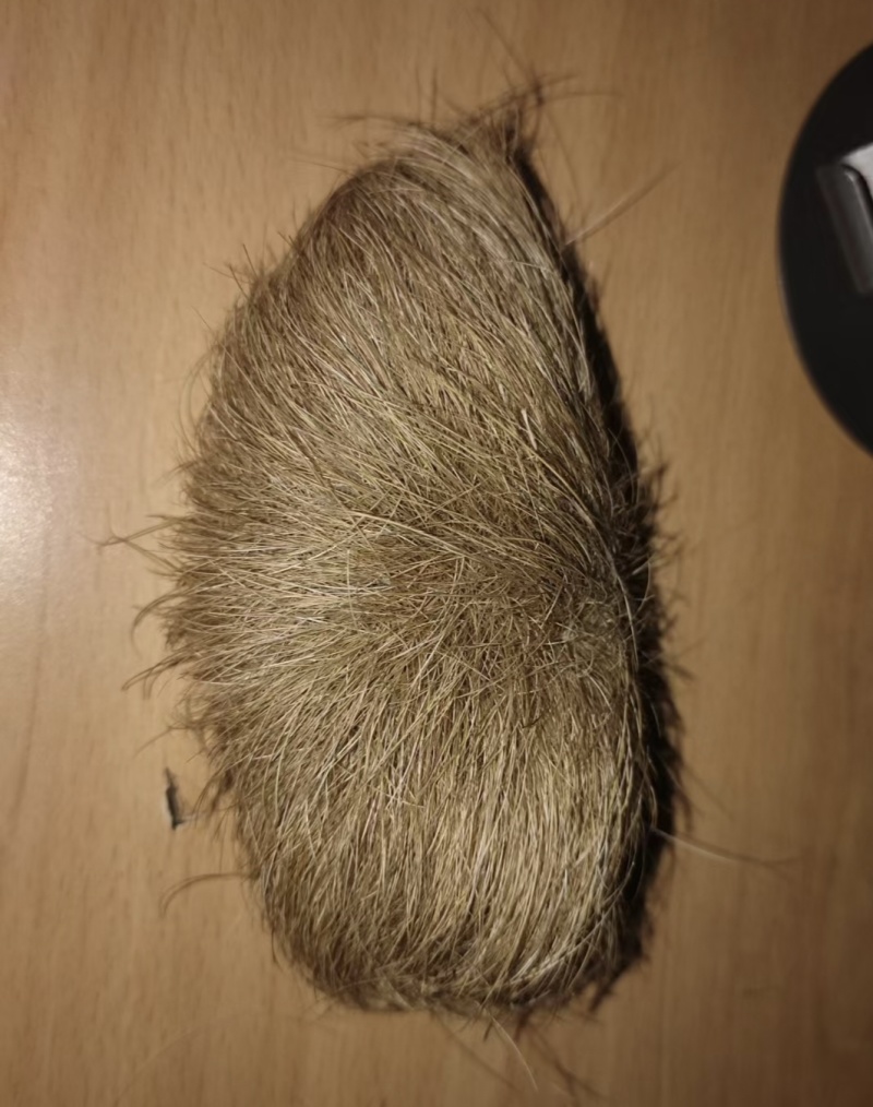 猪宝