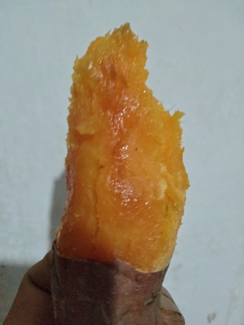 烟薯25