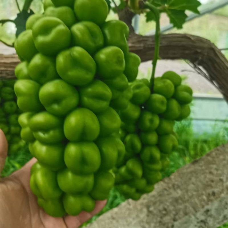 阳光玫瑰大量上市可供市场，商超，电商