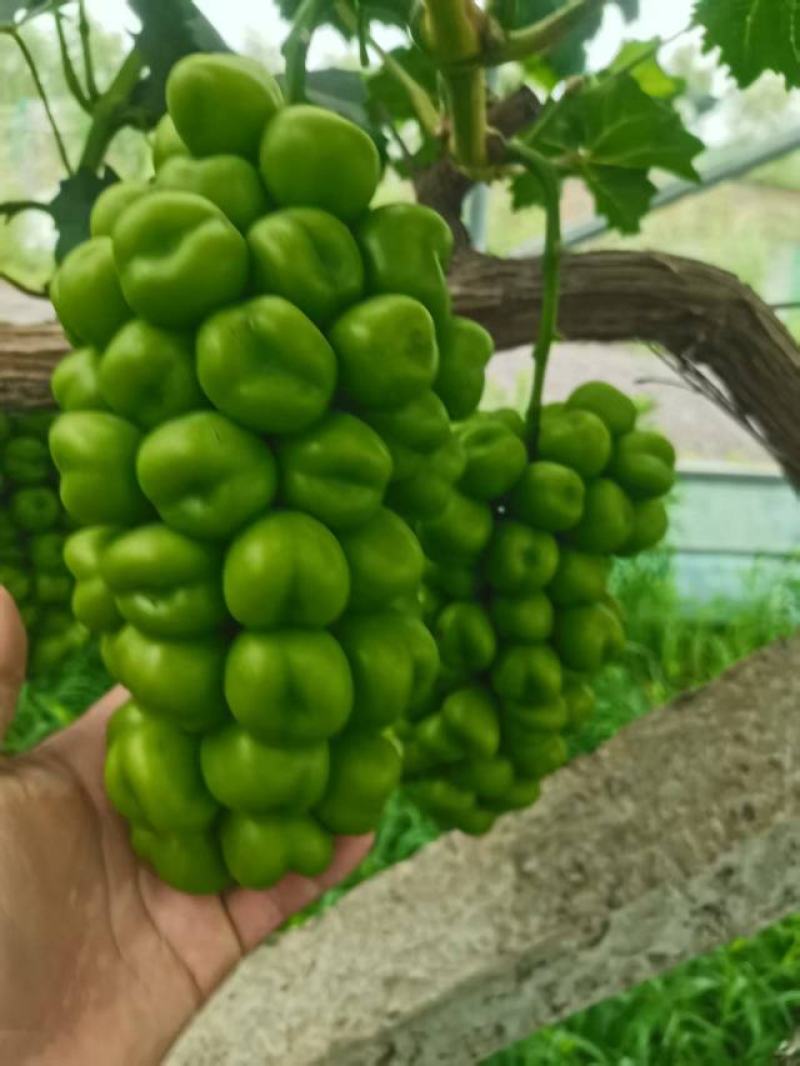 阳光玫瑰大量上市可供市场，商超，电商