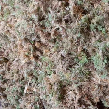 野生水苔草