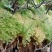 野生水苔草